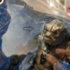 B-Ware: Aquaman and the Lost Kingdom DC Multiverse Megafig Actionfigur Sunken Citadel Pirate 30 cm