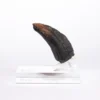 Jurassic Park 1/1 Replik Velociraptor Toenail Type A 11 cm