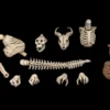 Mythic Legions: Reinforcement 3 Zubehör-Set für Actionfiguren Skeleton Soldiers Add-On Set